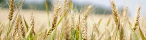 Italianfoodexperts Italian Food Suppliers